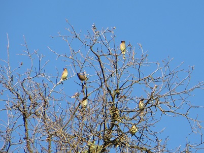 Flock of cedar waxwings perched at the top of a leafless tree.